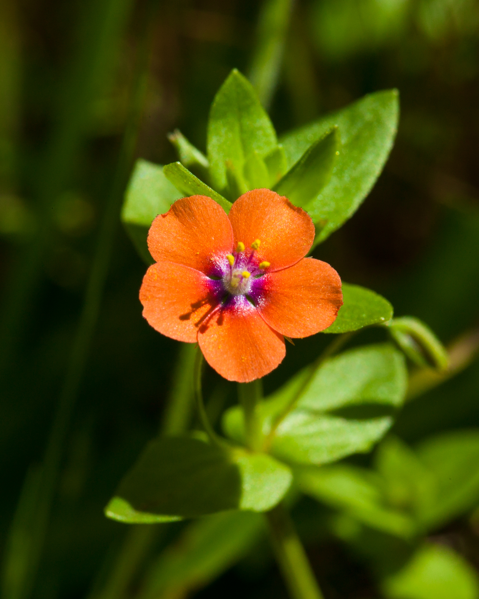 Scarlet Pimpernel - Lysimachia arvensis