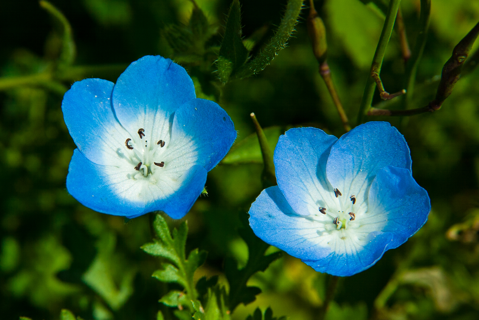 Baby Blue Eyes - Nemophila menziesii