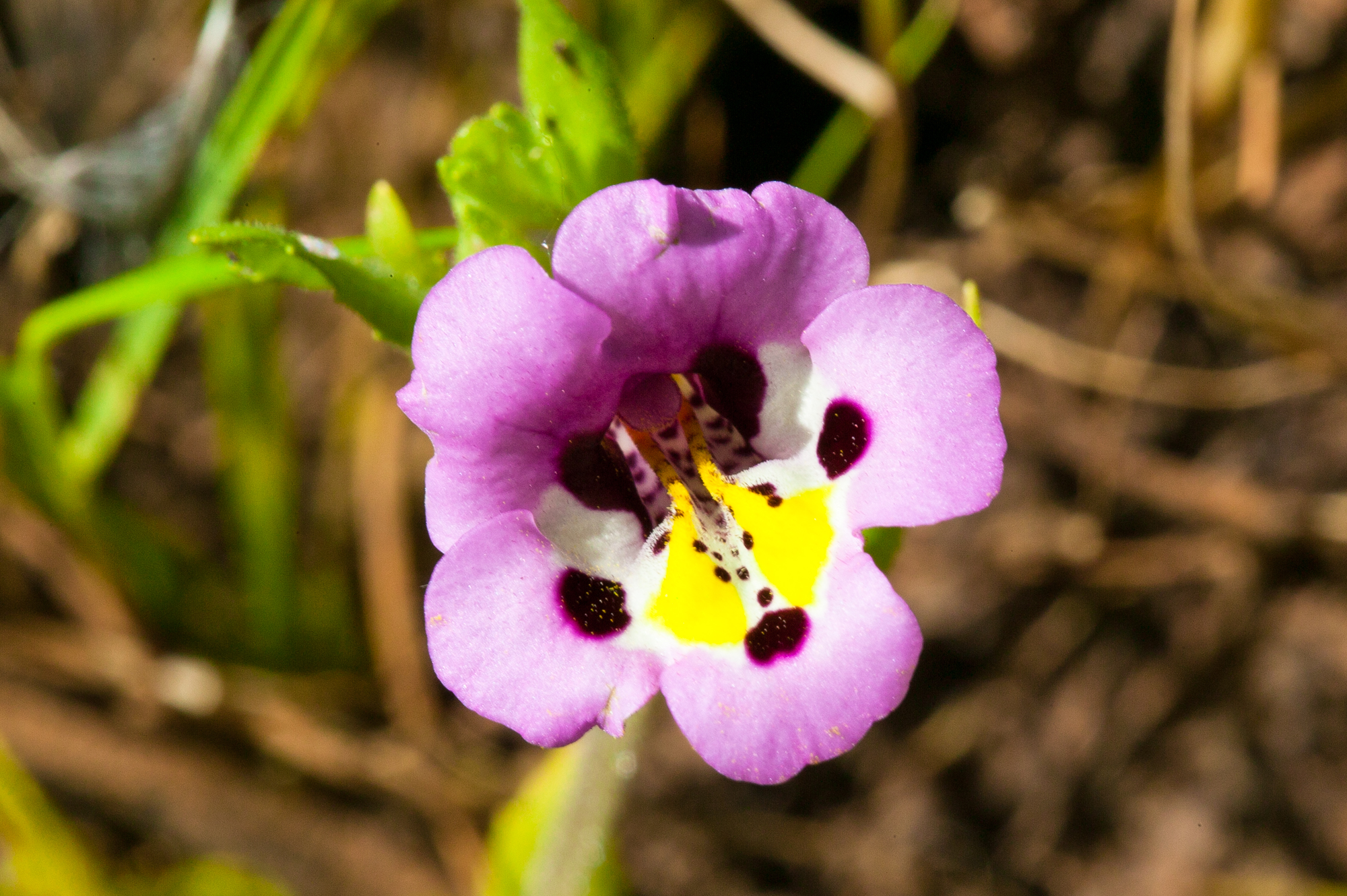 Tricolor monkey flower - Diplacus tricolor