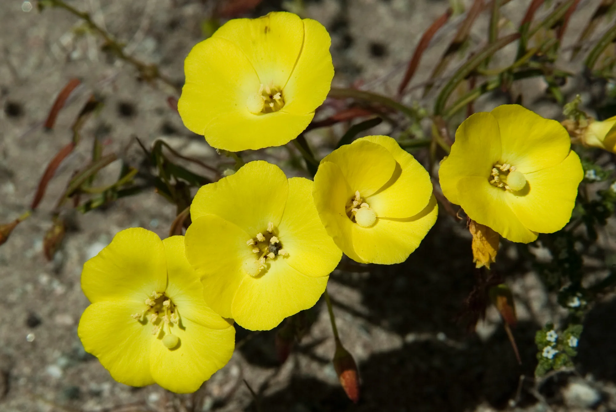 Primrose - unknown species