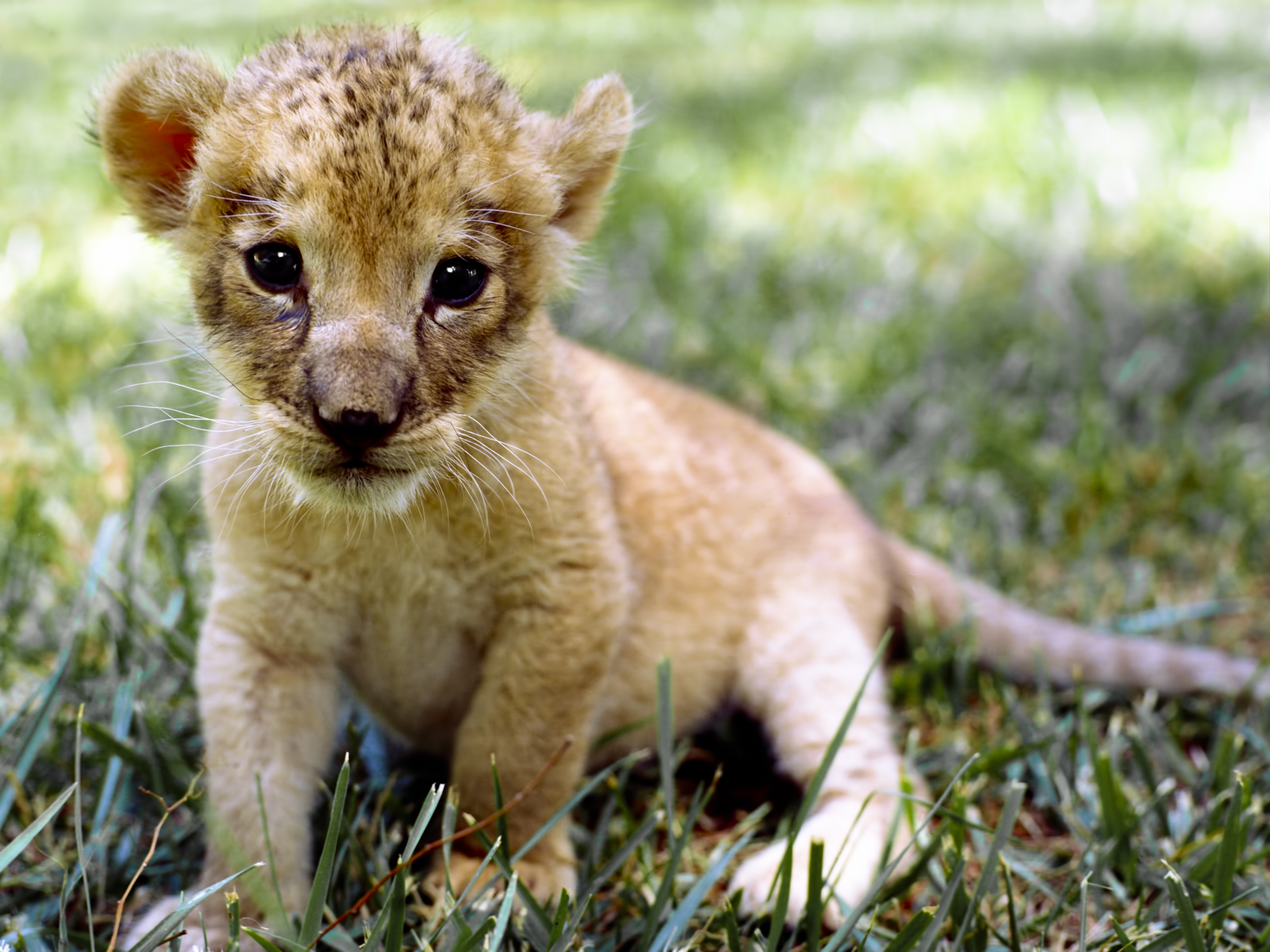 African Lion Cub..小非洲的狮