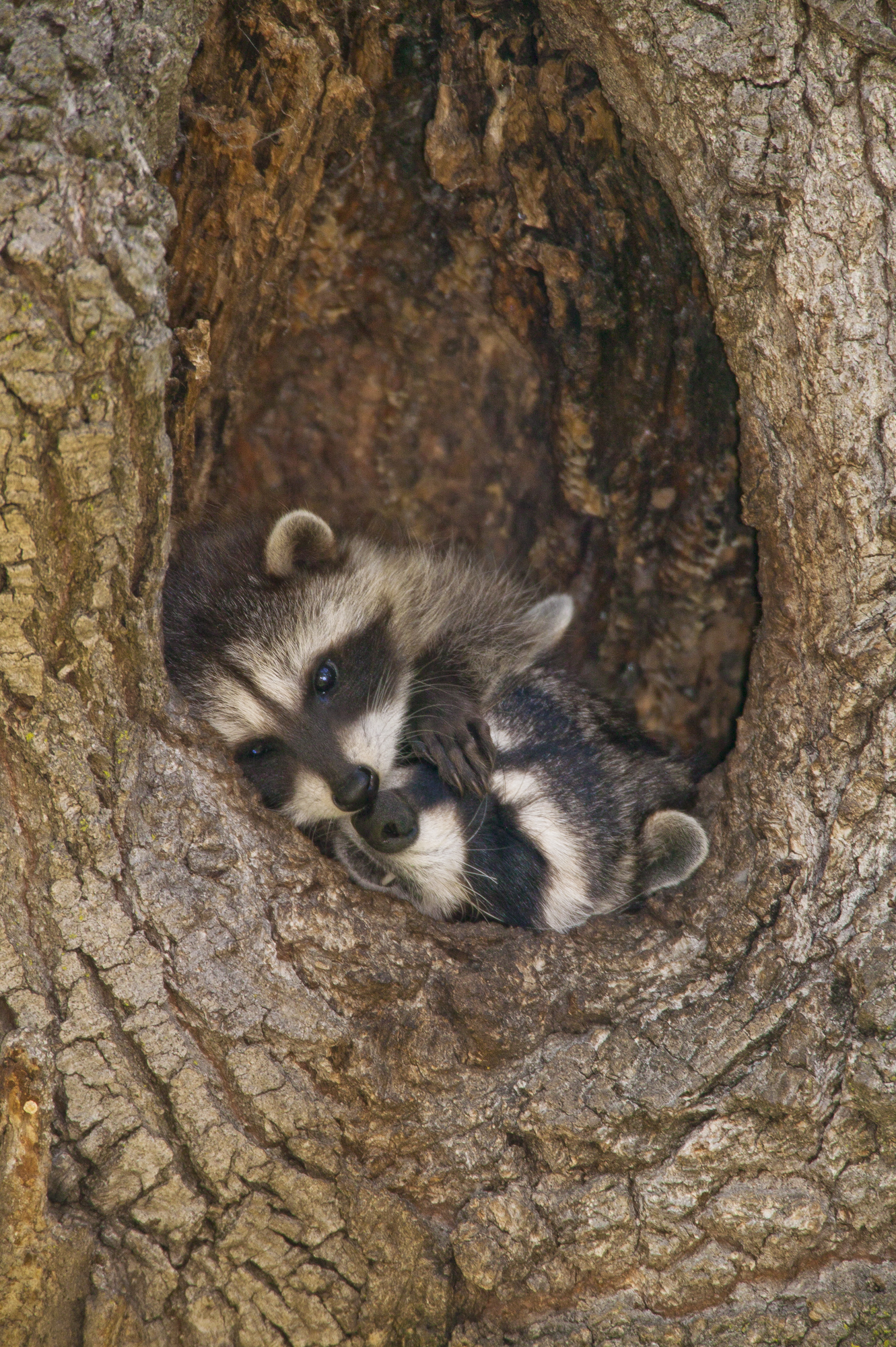 Raccoon..浣熊