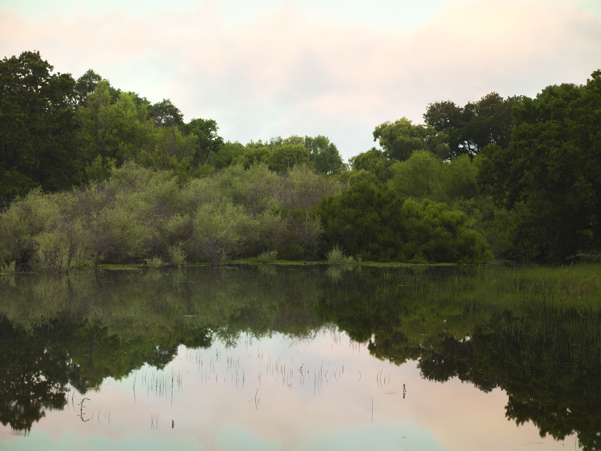 Flooded Forest..淹没的森林