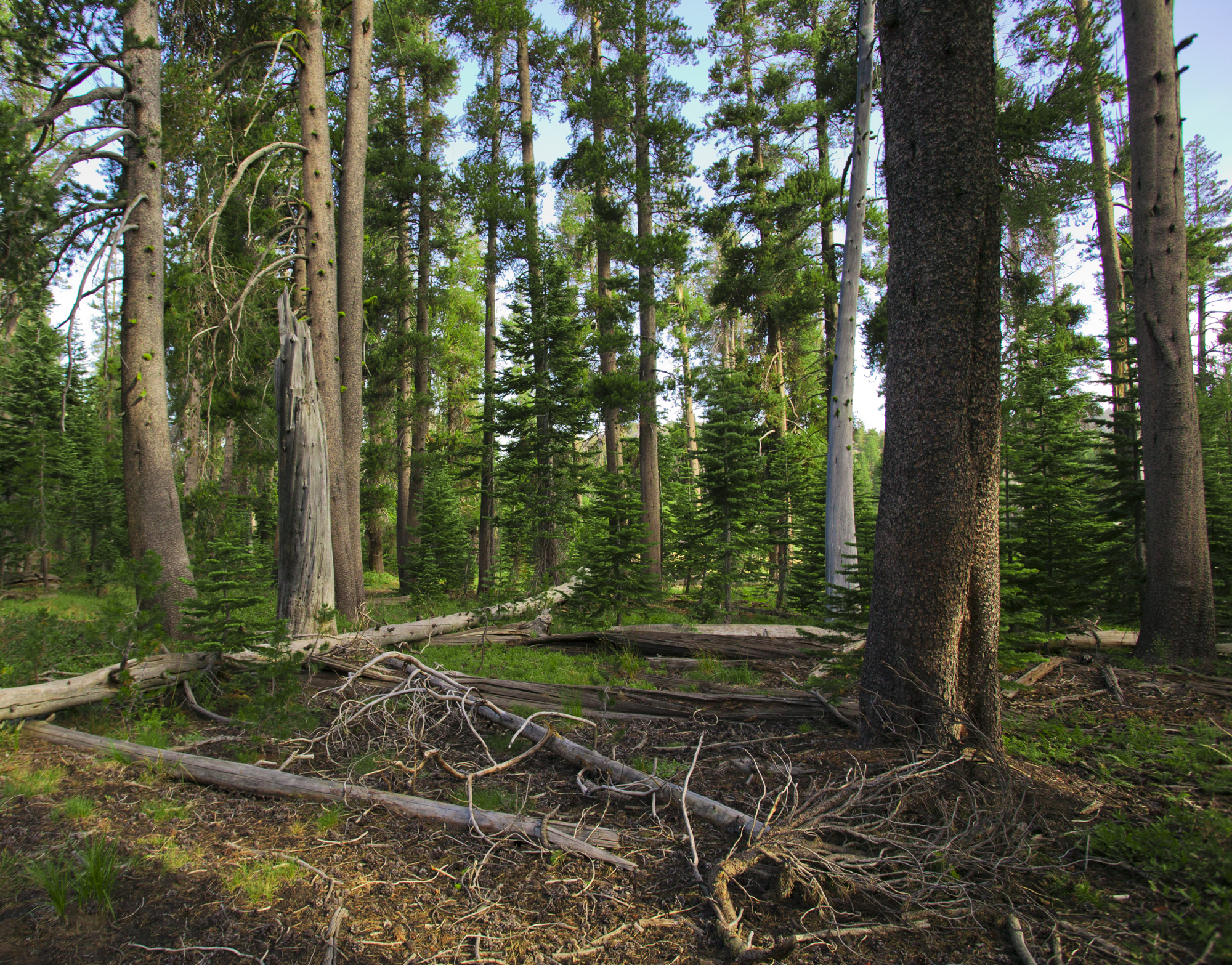 Forest Landscape..森林的风景