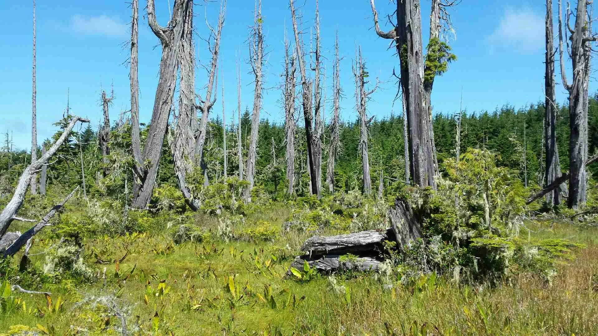 west coast forest.jpg