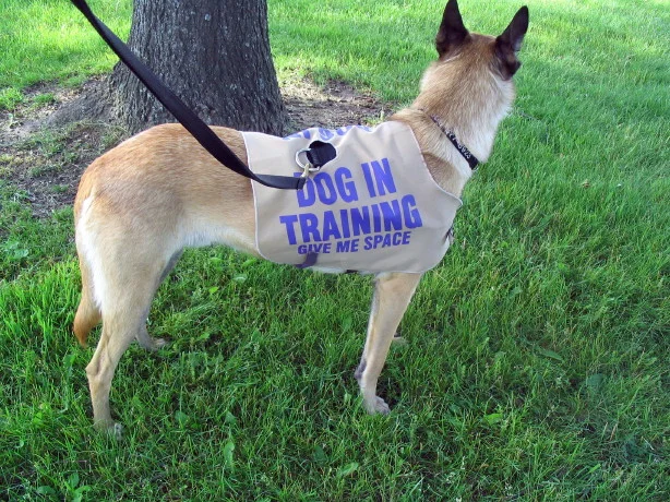 in training dog vest