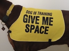 dog training vests