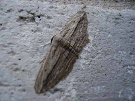 Moth3.JodyCrossPhotography.jpg