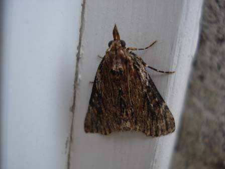 Moth6.JodyCrossPhotography.jpg