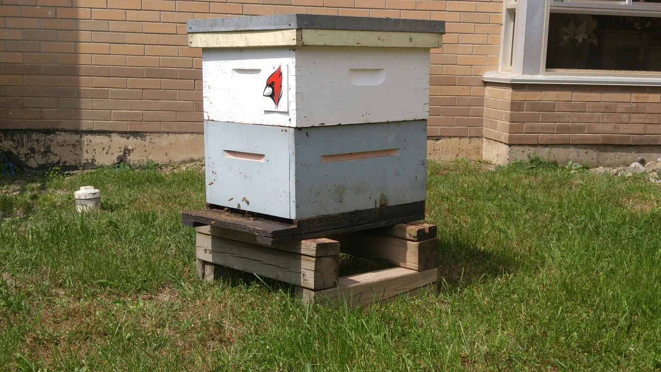 Grove Park Home's first beehive set up on the institution's campus. Source: Travis Durham