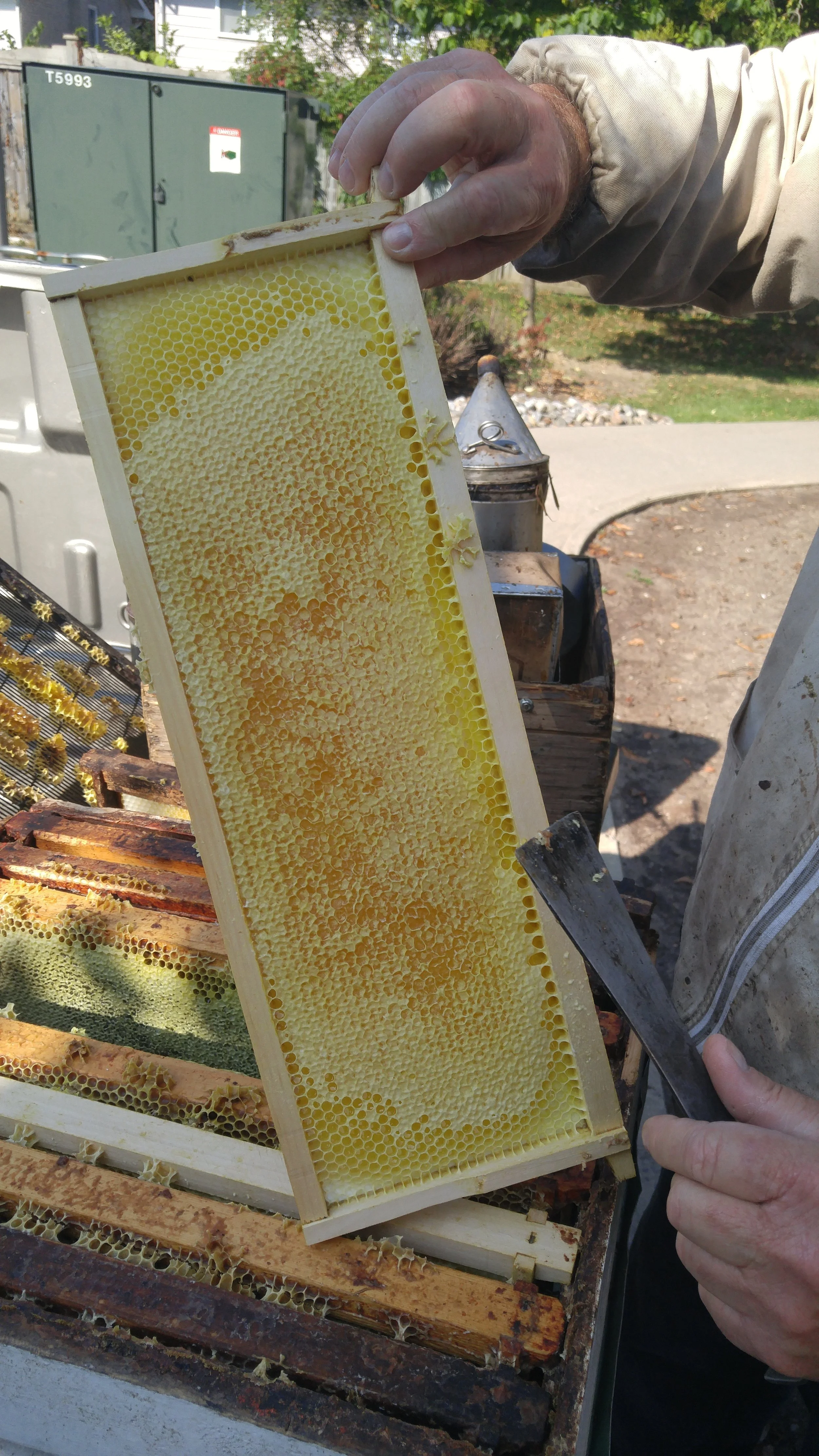  Some honey from harvesting our bee hive (Photo from Travis) 