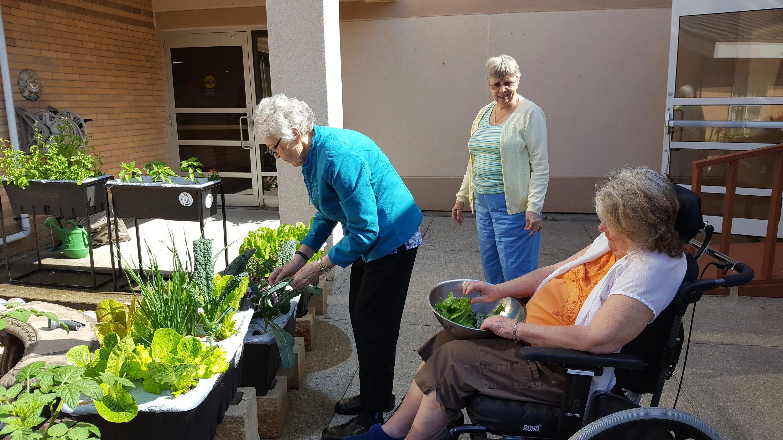  Residents at Grove Park Home harvesting kale from the gardens (Photo from Travis) 