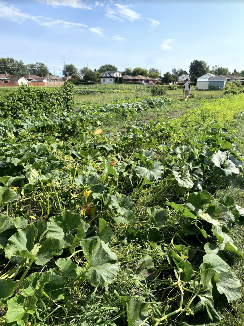 2021-08 - AC - Roots to Harvest farm field.png