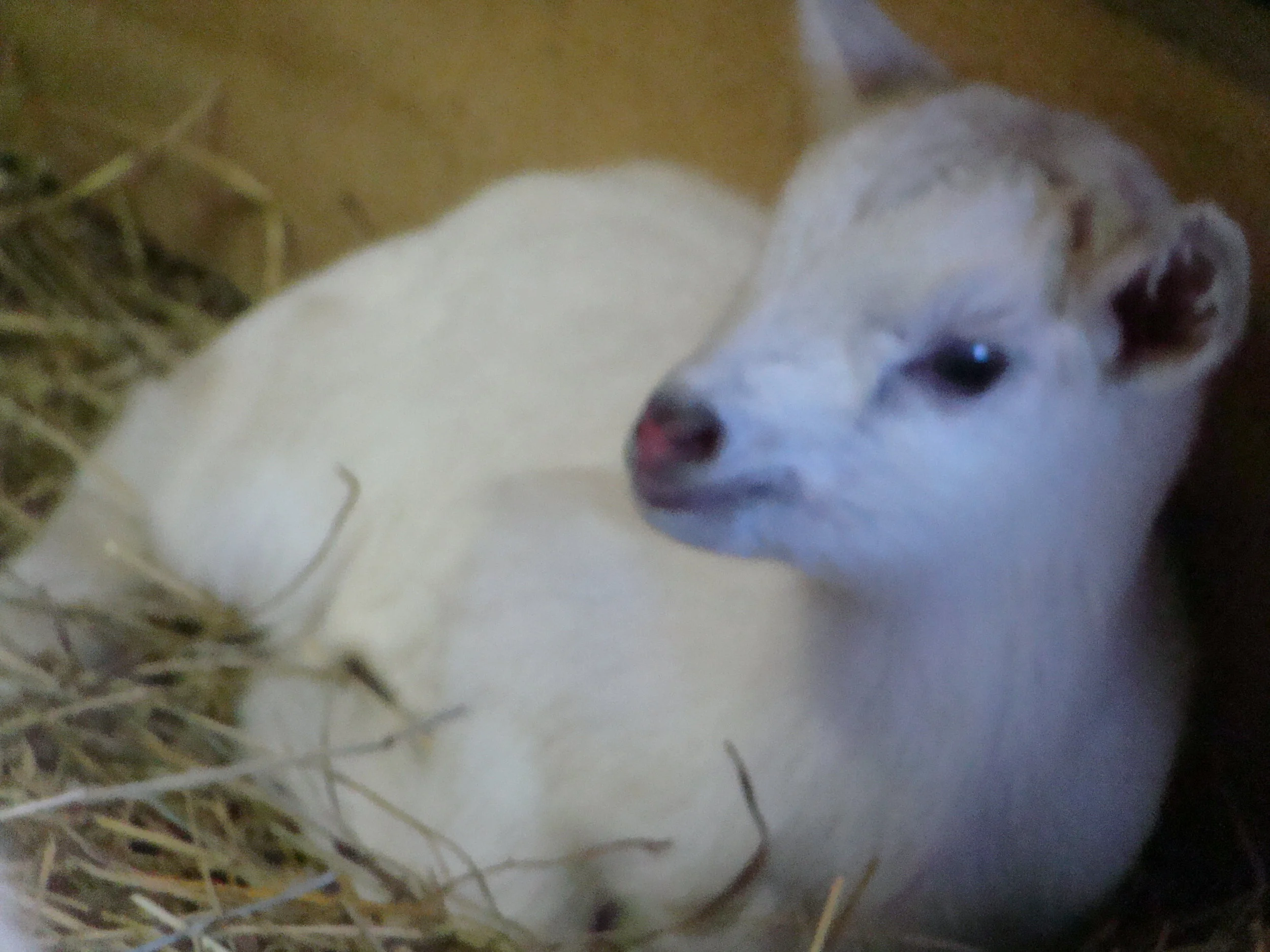 One day old mini Saanen female baby goat