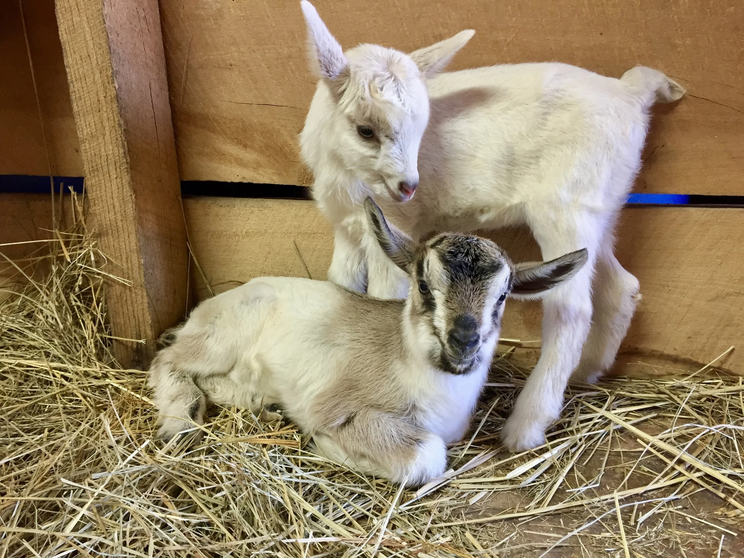 World's Cutest Babies