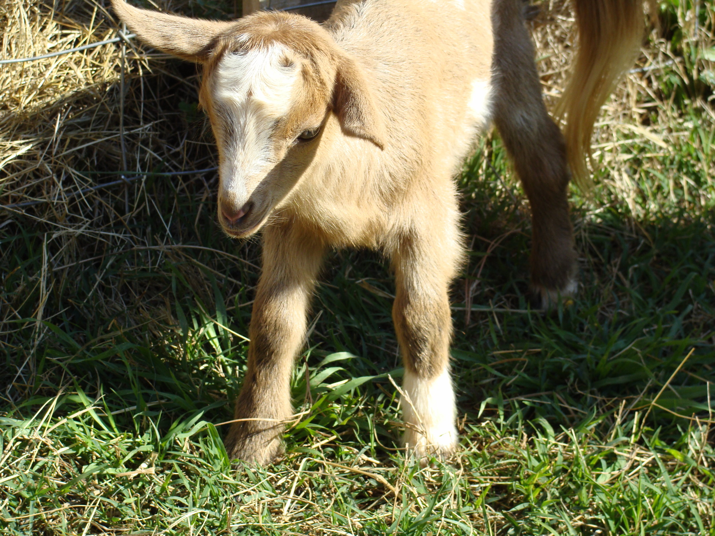 More [Really Cute] Baby Goats