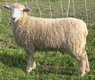photo American Coopworth Registry 