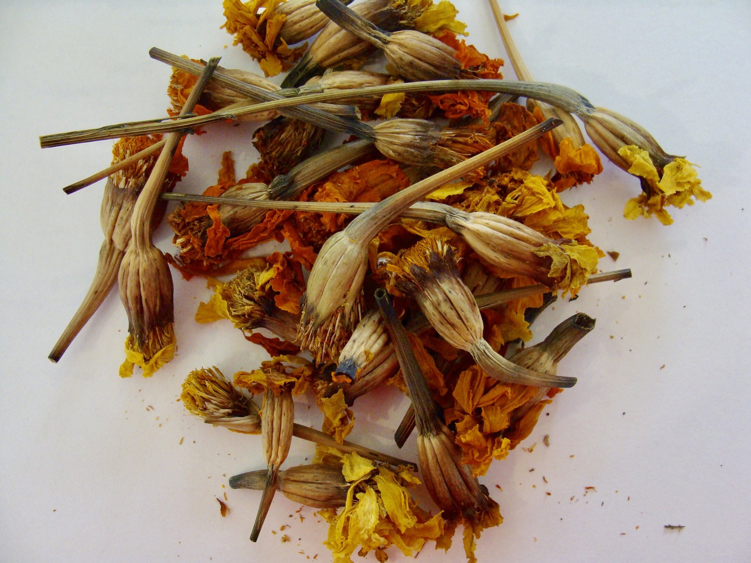 dried marigolds from my 2016 dye garden