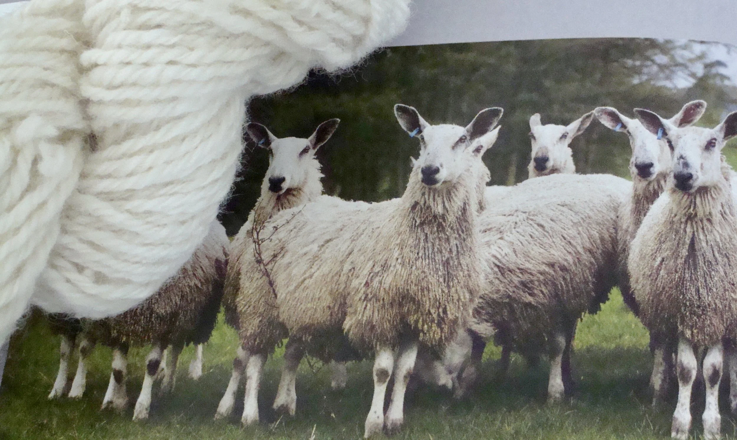 Let's Spin . . . Blue Faced Leicester