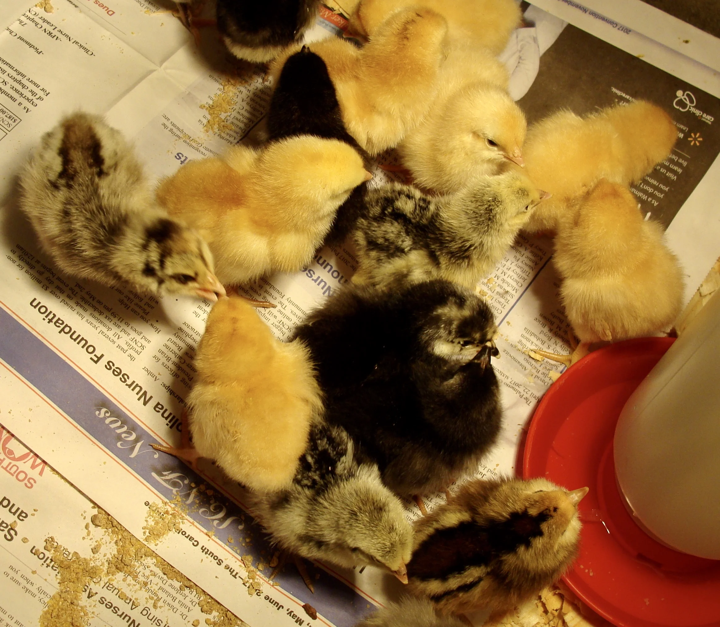 The Chicken Or The Egg?