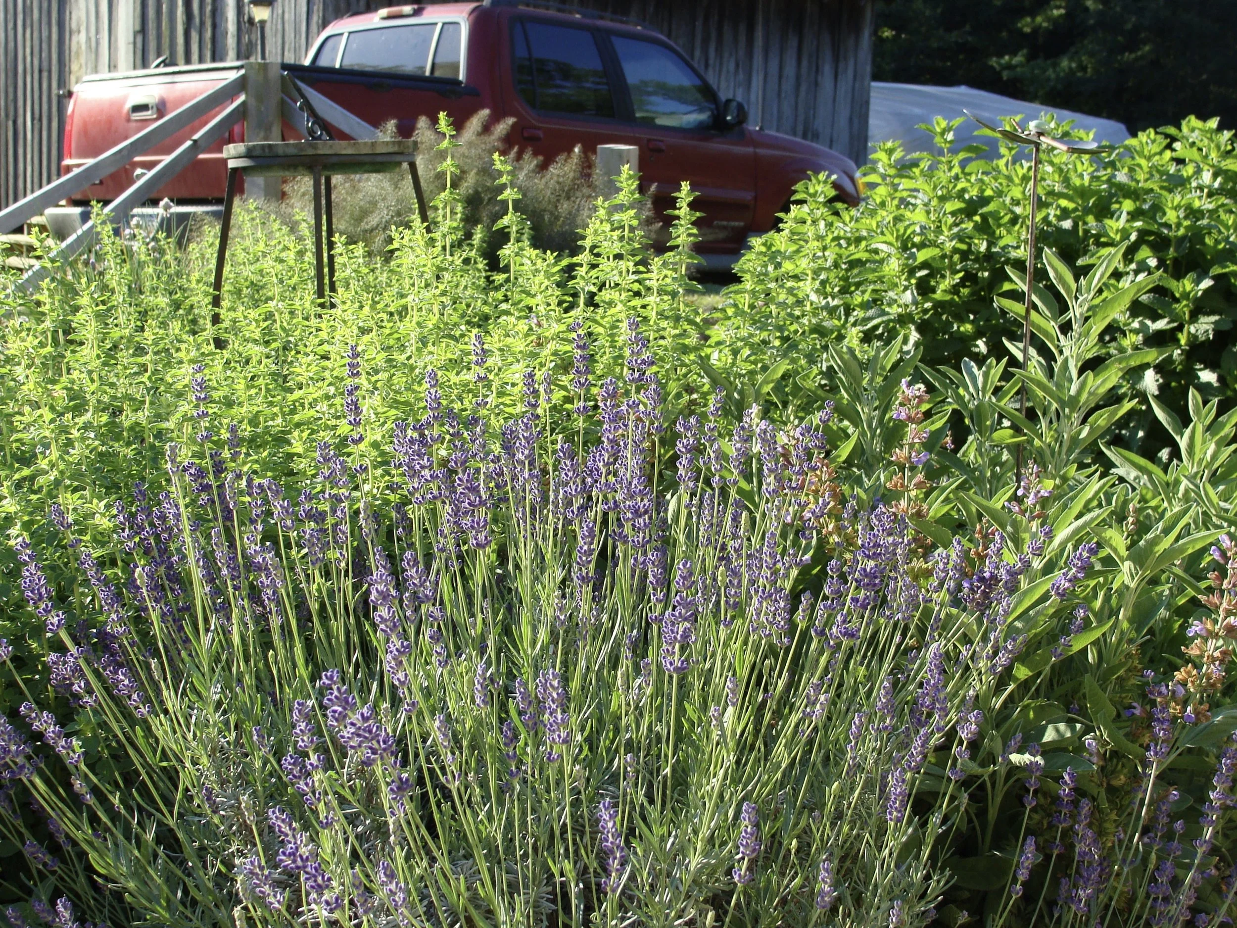 The Farm in May