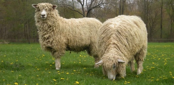 Lincoln Sheep  Long Wool Fine Meat 