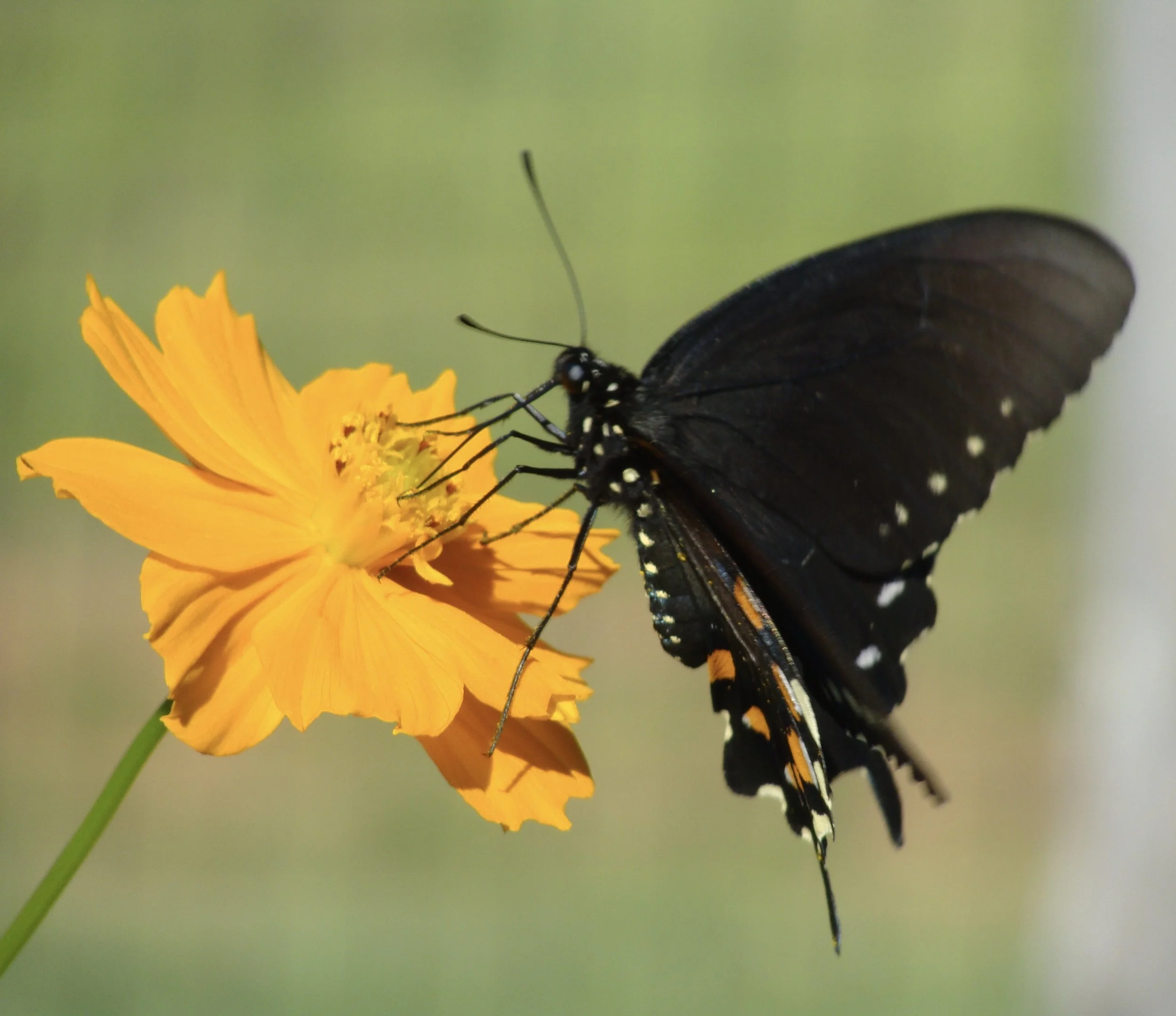 Summertime  . . . and the Living is Easy