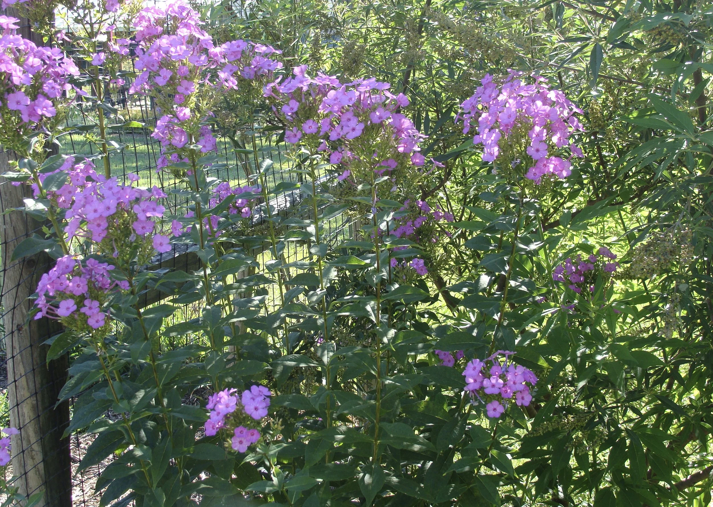 Tall Garden Phlox - Phlox paniculata