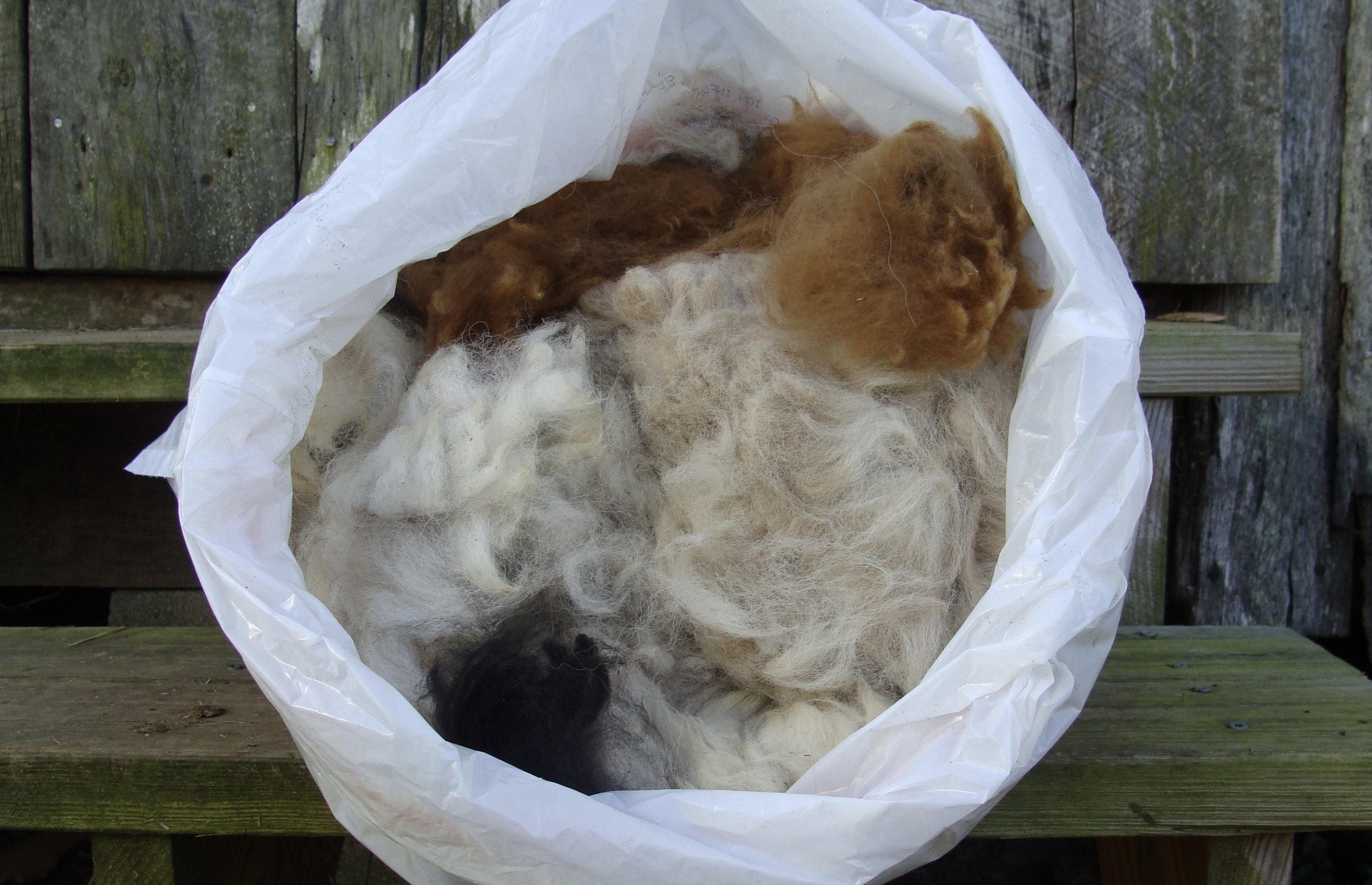 Alpaca Fleece . . . . Now What? : 10 Steps (with Pictures