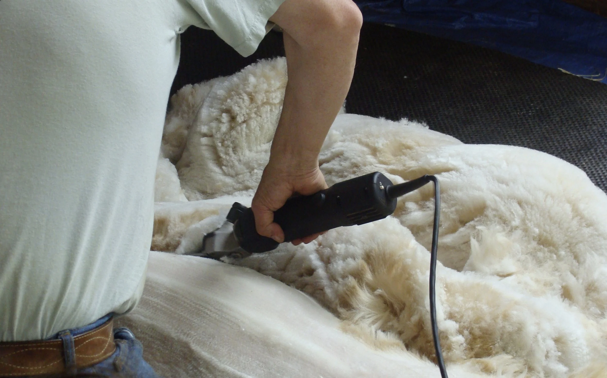 Alpaca Shearing