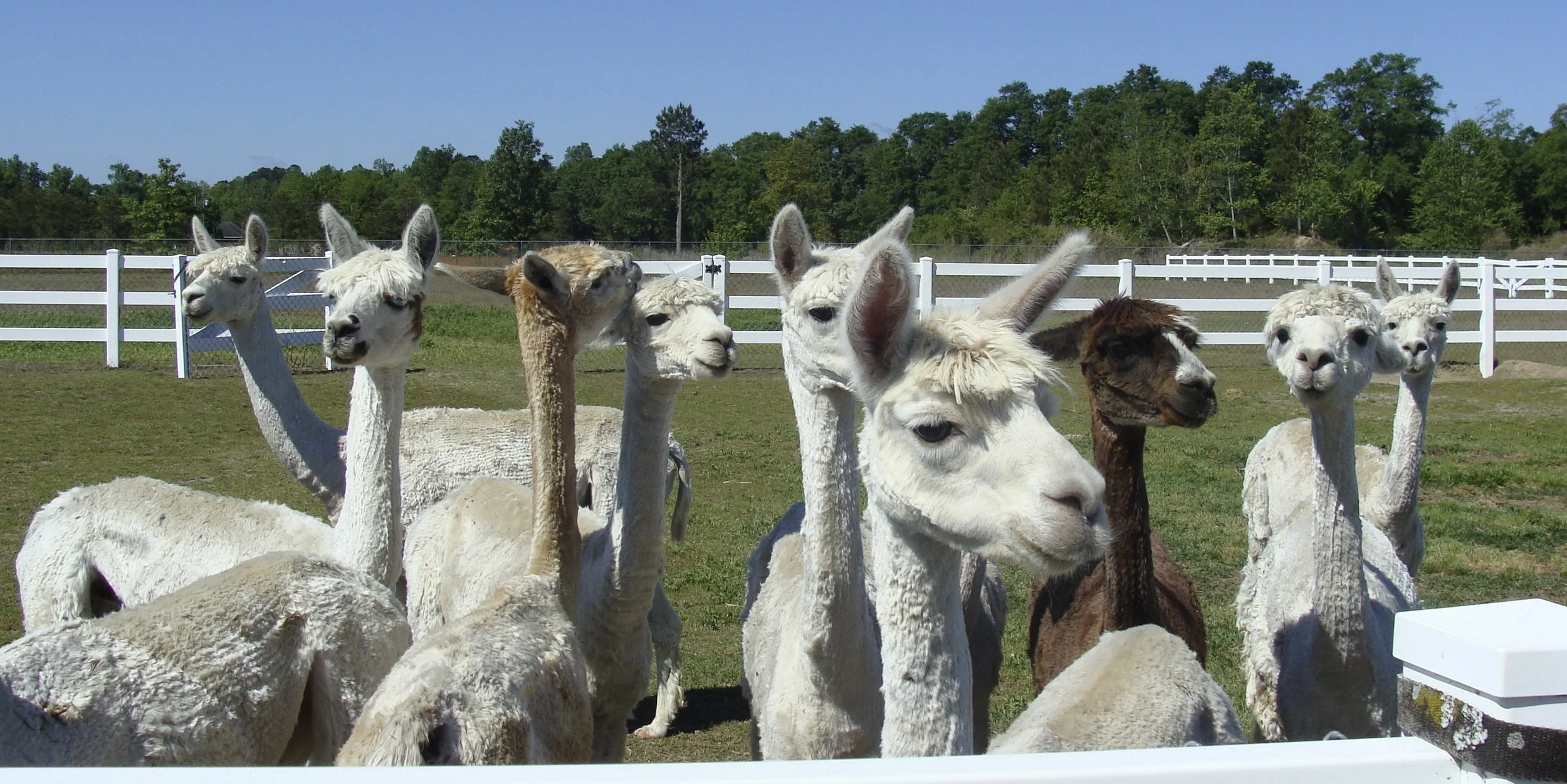 The Suri Alpacas