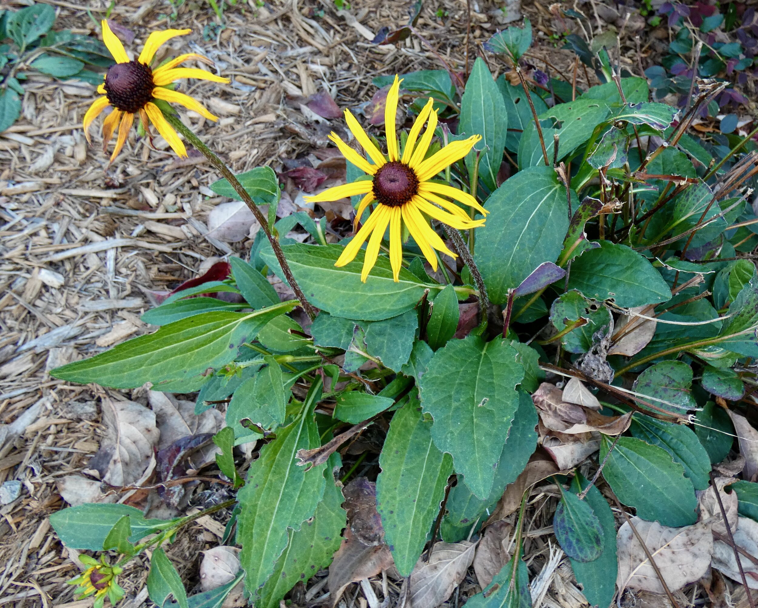 Black-eyed Susans