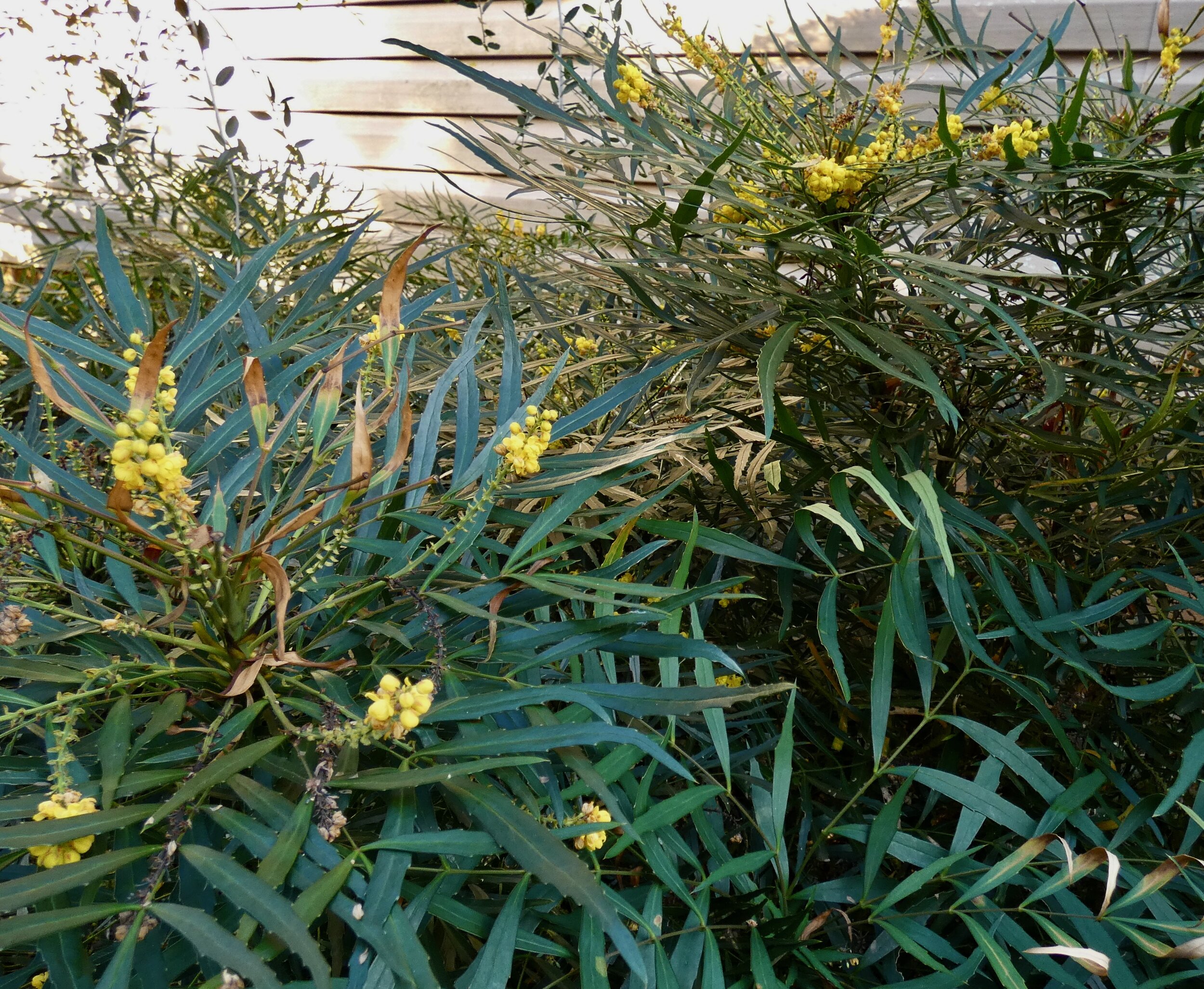 Mahonia