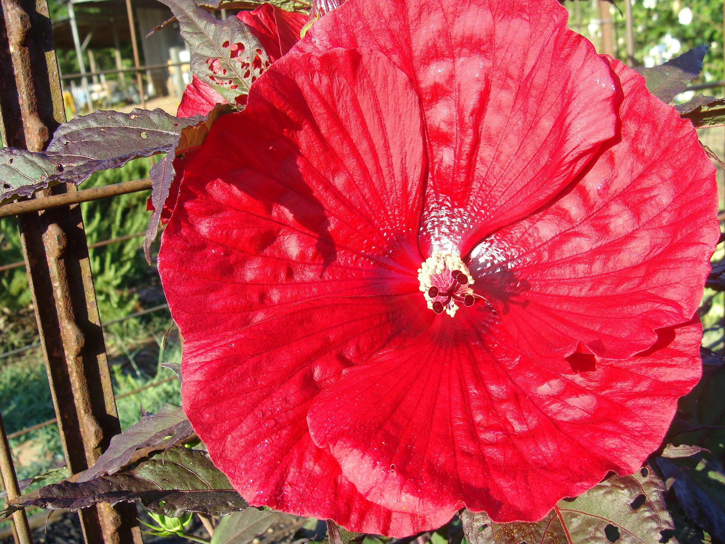 Let's Dye . . . Hibiscus