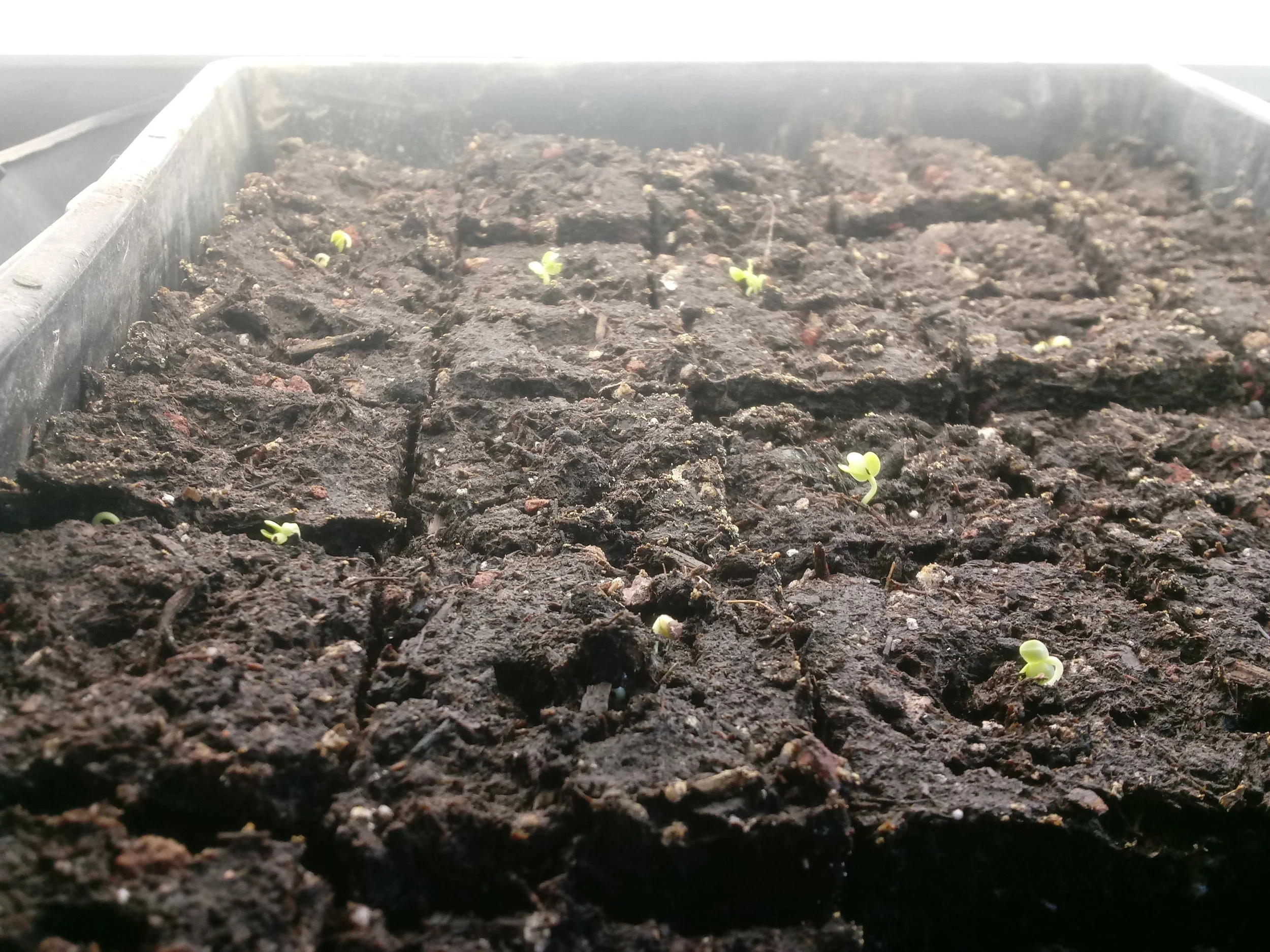 Kale starts in soil blocks.