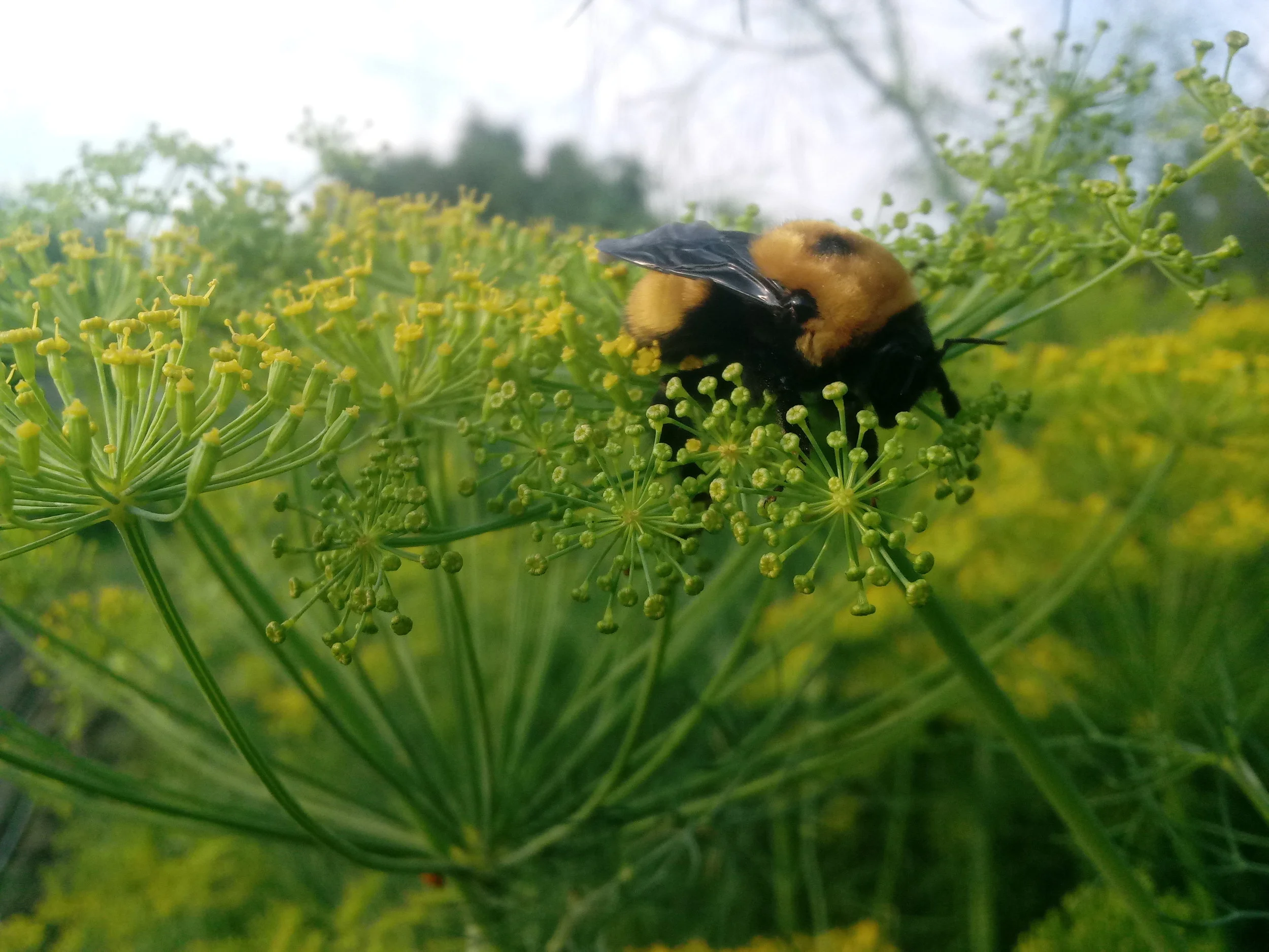 Bumble bee snoozing on a dill flower.