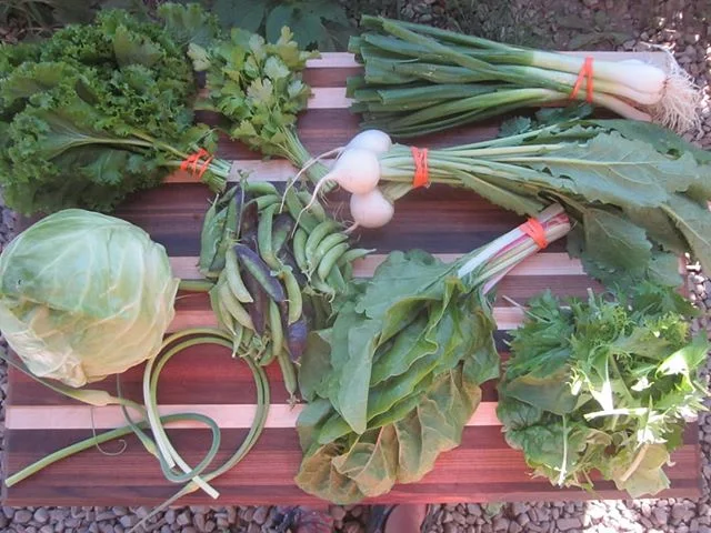 CSA Week 5!
#cabbage #csa #csafarmshare #urbanfarming