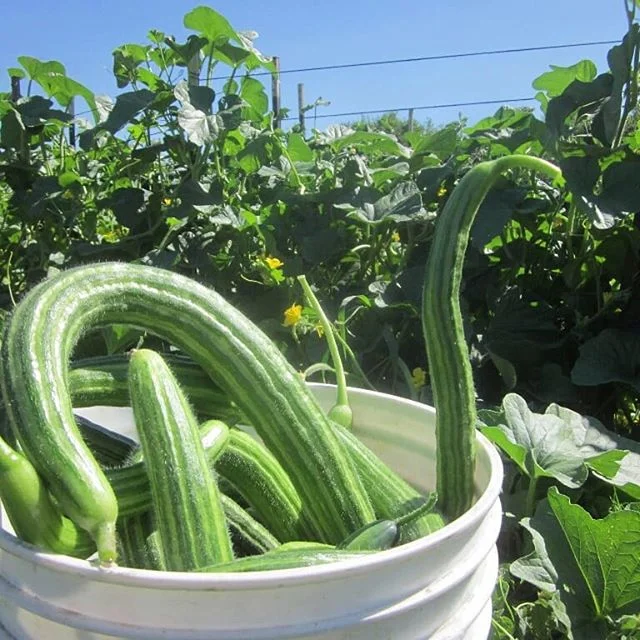 Snake in the harvest bucket. 
#farmanimals #cucumberjungle
#wearenotalone
