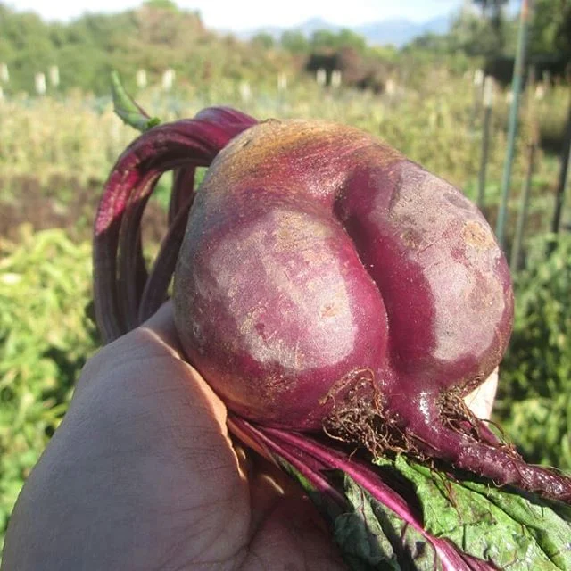 Beet booty. 
#beetylicious #plump  #bodypositive
@andyjoychase 
@carlyraegillespie 
@molecan