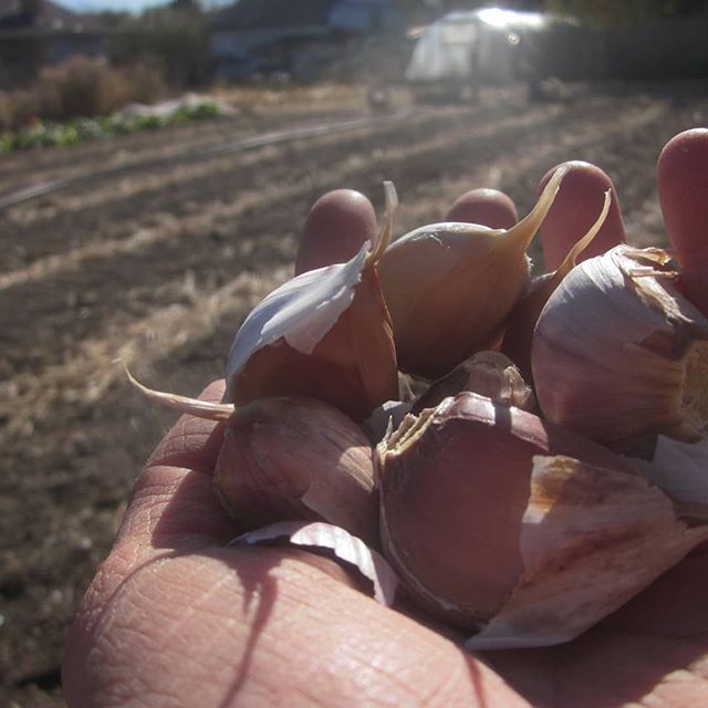 Garlic is snug in the ground. 
#CSAUtah #seeyounextyear❤️
#hardneckgarlic #urbanfarming #bugcsa