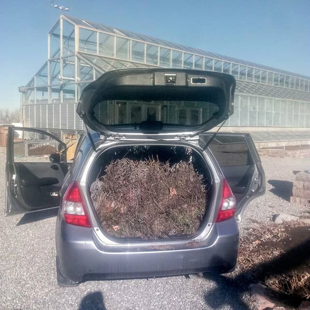 Soooo happpy to have a car stuffed to the brim with perennials.
A huge thank you to our friends @frogbenchfarms for sharing some big beautiful sage and oregano plants with us from their farm today. Stoked to add perennial herbs to csa share this seas