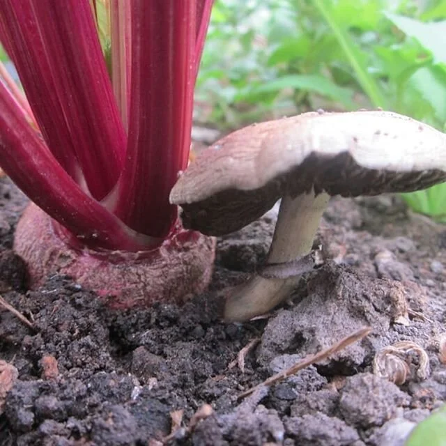 A happy National CSA Day to one and all!🌻🌱💪✨(yep, it's a real thing).
We're so grateful to our community of friends, neighbors,  land-sharing humans, and our CSA members who help us continue to grow healthy food in the city. 🍅💚🙏
***************