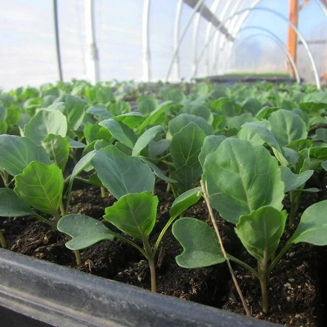 Cabbage babes, and garlic. These cuties haven't been slowed down at all by the pandemic or the shaking earth. We're just trying to keep up with them (and all of the weeds, of course). #cabbage #localfood #springdonesprung #urbanfarm #utahfood #csa #m