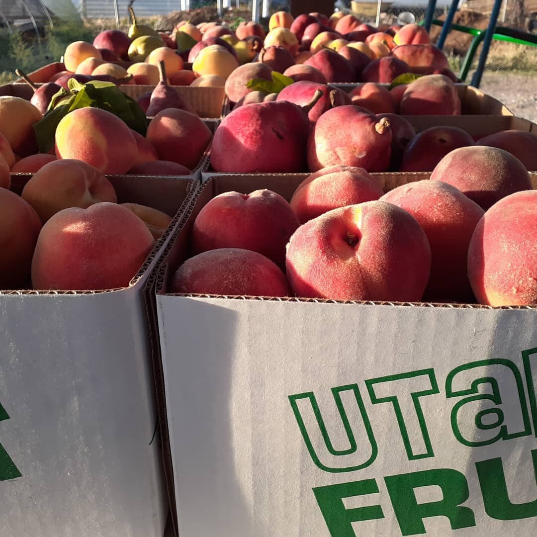 This year has been a tough year for many fruit farmers with the late frosts we had in the spring along the wasatch front. Sourcing fruit for the CSA this season has been pretty challenging due to a lot of shortages.  We're so grateful for @smithorcha
