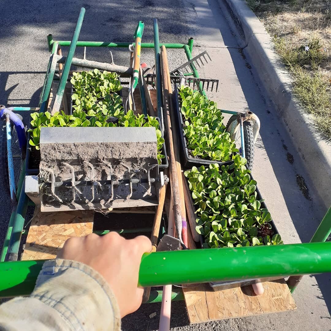 Some of the last of 2020 transplants going in the ground. 🤞🤪
 i hope they like a balmy 100 degree day. 
#sighofrelief #lettuce