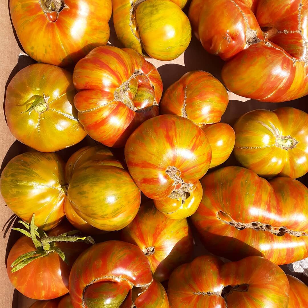 Tomato tomato tomato.
#berkeleytiedyegreen