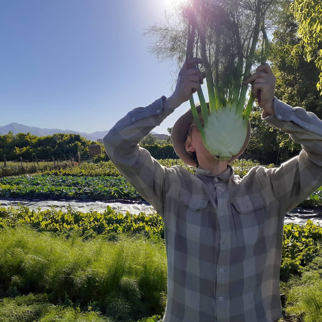 Fennel face harvest with @accidentarugalex. 💛
This fennel was grown from seed from the very local and  talented humans at @grandprismaticseed . This variety, called &quot;Perfection&quot; has done so well for us over the past 3 years, that it's the 