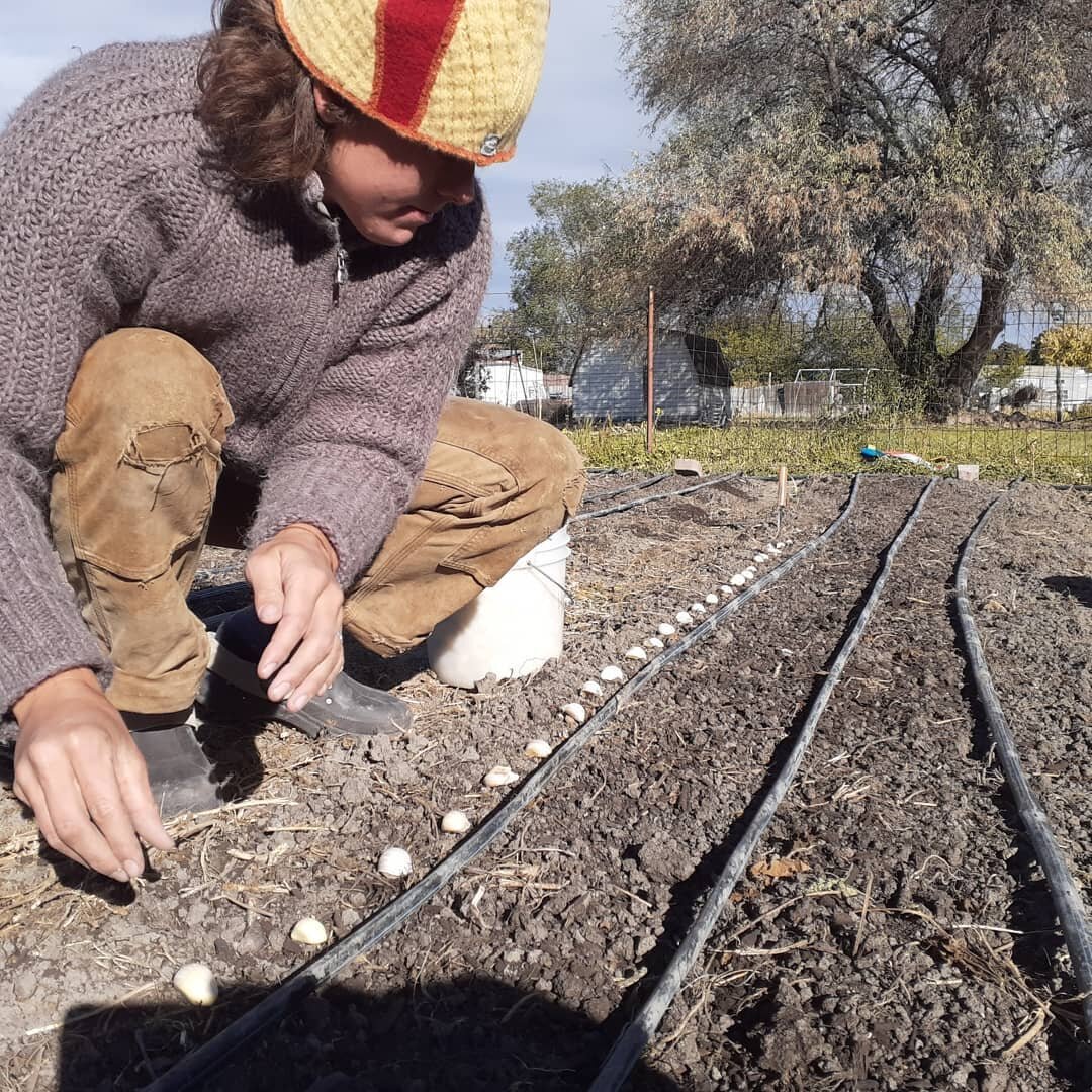 And the garlic is in! 🤗🧄🧄🧄
This season just &quot;ended&quot; and the next one is already beginning. 
#sighofrelief #circleoflife #urbanfarming #garlic #saveseed