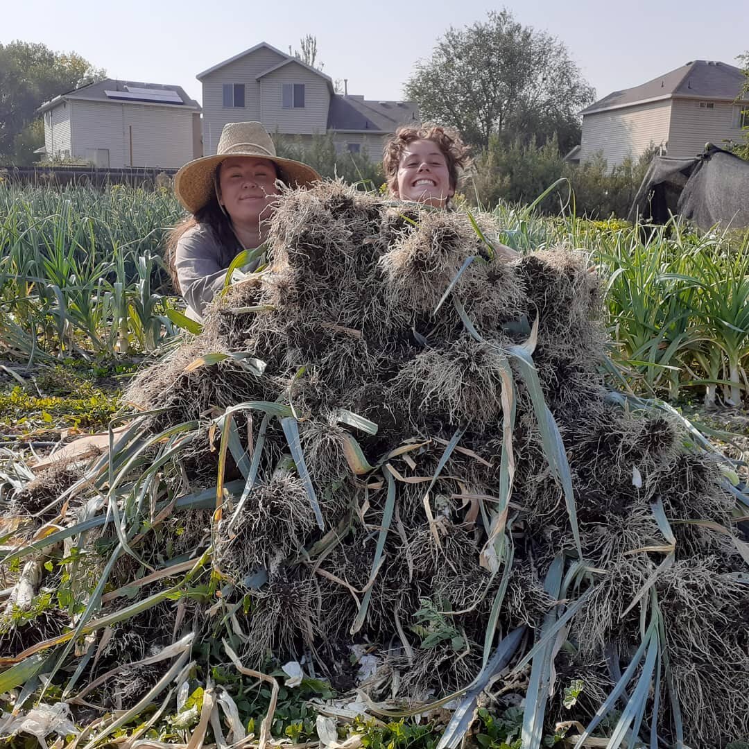 Leek mountain + bad ass farm crew = just the best fall day. 💛🍁🍂
#leeks #urbanfarming #CSA #eatutah

@whimsy.mildew