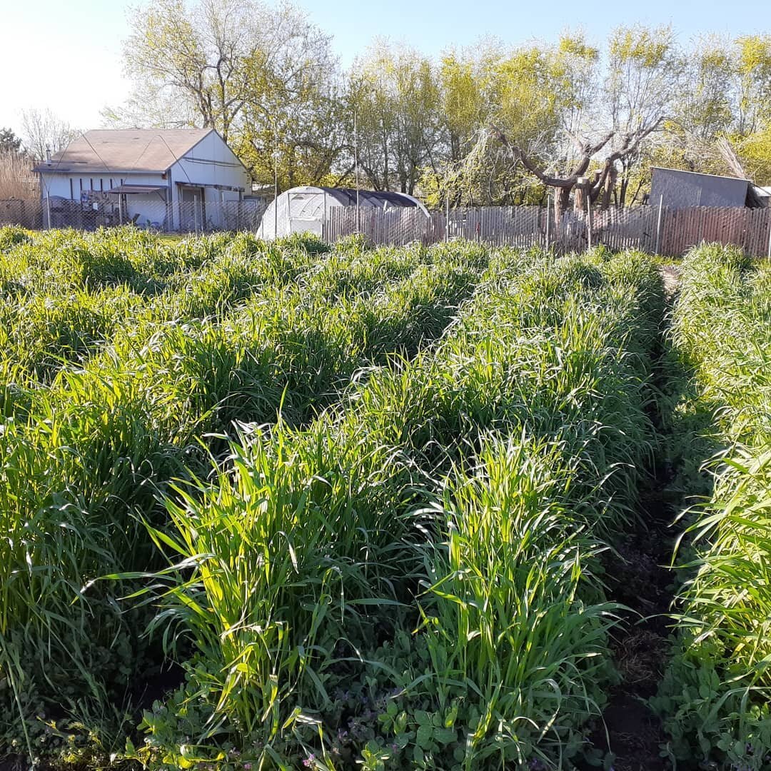 While veggies are our bread and butter, we've got a mighty big soft spot for a nice thick stand of cover crops. 

These beds of winter rye and austrian winter peas were seeded last  september (thanks to @peachypocketknife ), and will become --after s